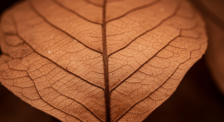 Obraz premium Intricate Details of a Dry Leaf: A Close-Up Study of Vein Structures and Textures