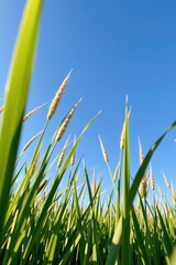Green wheat stalks grow upward against a clear blue sky on a sunny day.