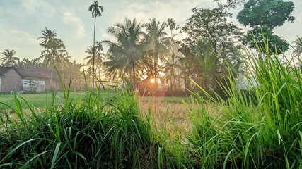 Original photo of natural light refraction in a rural rice field.