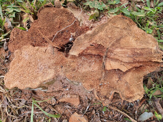 Decaying Tree Stump with Sawdust in Natural Setting