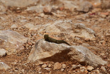 Balearic lizard resting on sunlit rock at dry rugged rocky terrain in Sa Dragonera island, Balearic Islands. Mediterranean endemic reptile, wildlife natural park, nature encounter, endangered species.