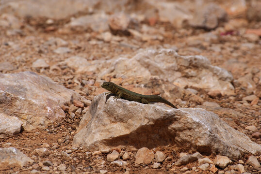 Balearic lizard resting on sunlit rock at dry rugged rocky terrain in Sa Dragonera island, Balearic Islands. Mediterranean endemic reptile, wildlife natural park, nature encounter, endangered species.