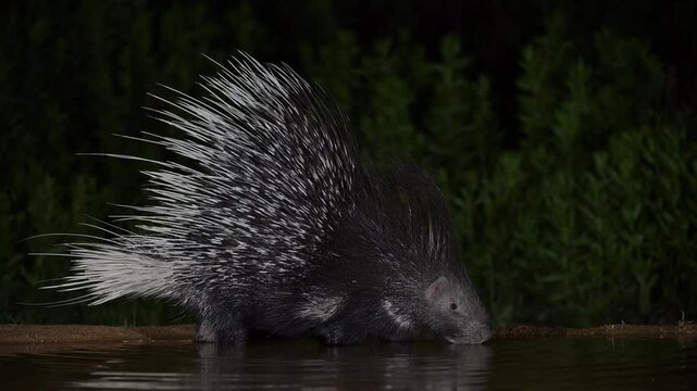 Indian crested porcupine (Hystrix indica) enters a water pool at night to drink. Its reflection shimmers on the surface of the still water.