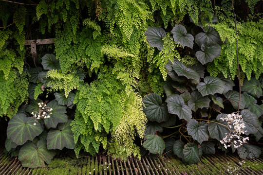 Adiantum raddianum (Delta maidenhair) fern close up. Fern backdrop