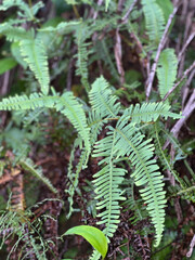green fern leaves