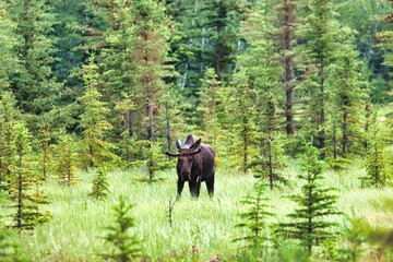 Yukon Territories, Canada