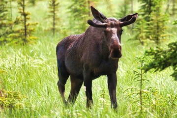 Yukon Territories, Canada