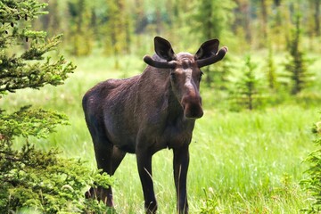 Yukon Territories, Canada