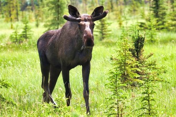 Yukon Territories, Canada