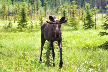 Yukon Territories, Canada