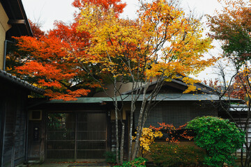 Vibrant Autumn Splendor: Traditional Japanese House and Maple Trees in Obuse, Japan