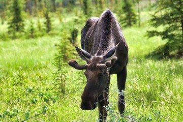 Yukon Territories, Canada
