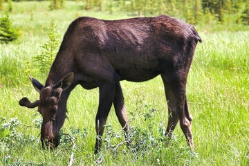 Yukon Territories, Canada
