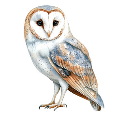 Barn Owl, watercolor clipart vector, isolated on a white background.