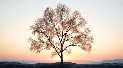 Sunrise Tree Silhouette