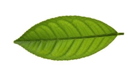 Obraz premium Close-up of a bright green textured leaf with visible veins and small water droplets against a white background