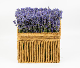 Fresh lavender flowers in a rectangular wicker basket isolated on white background.