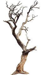 Dead tree isolated on white background.
