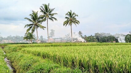 Original photo of a rice plantation in the countryside in the morning.
