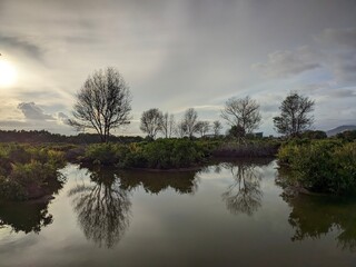 Bare trees mirroring in tranquil waters under a cloudy sky creating a peaceful landscape view.