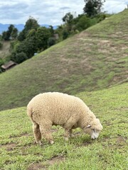 Sheep grazing on a hillside