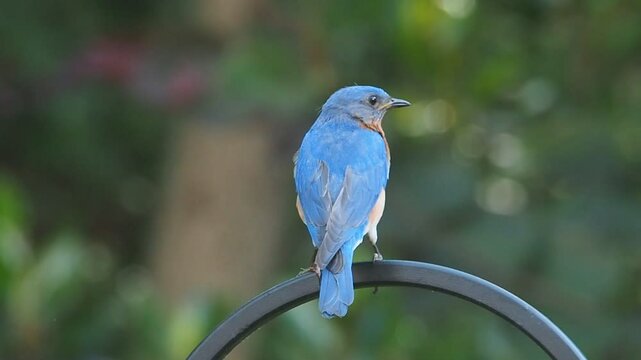 beautiful male eastern bluebird (Sialia sialis)