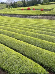 A pattern of vibrant green tea plantations