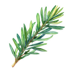 watercolor vector of A Yew Needle, isolated on a white background.