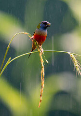 Colorful Finch Perched in Rain