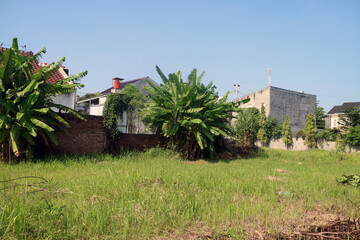 Green Field with Banana Trees and Houses