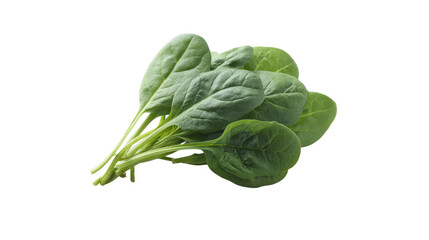 Fresh bunch of spinach leaves isolated on transparent background