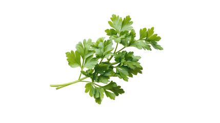 Fresh green parsley herb sprig isolated on transparent background