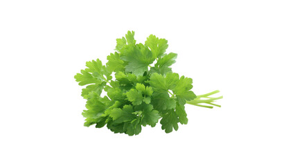 Fresh bunch of parsley leaves with stems isolated on transparent background