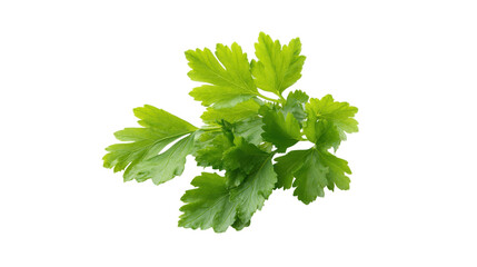 Fresh green parsley leaves isolated on transparent background