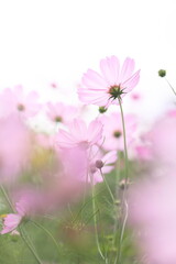 コスモス