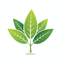 Naklejka premium Green leaves plant sprout with white veins and subtle shadow nature