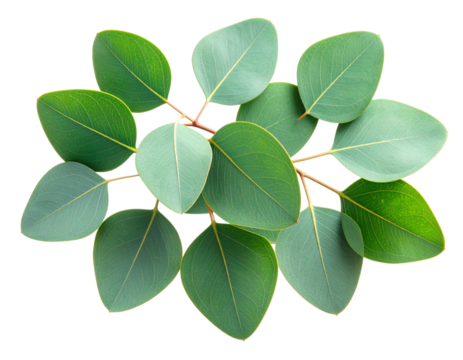  3D Rendered Set of Eucalyptus Leaf Pairs with Shadows, Transparent Background