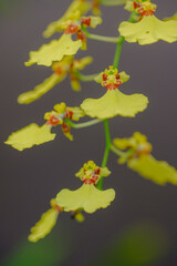 Blooming Orchids in a Greenhouse – Vibrant Tropical Beauty