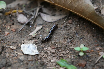 Greenhouse millipedes mating. Its common names are Oxidus gracilis, hothouse millipede, shortflange millipede and garden millipede.This is a species of millipede in the family of Paradoxosomatidae.