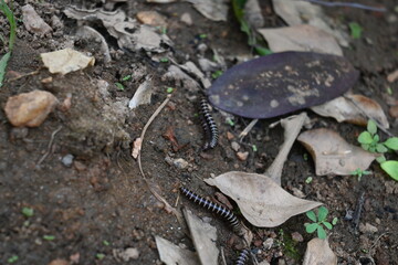 Greenhouse millipedes mating. Its common names are Oxidus gracilis, hothouse millipede, shortflange...