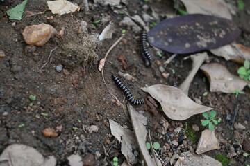 Greenhouse millipedes mating. Its common names are Oxidus gracilis, hothouse millipede, shortflange...