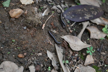 Greenhouse millipedes mating. Its common names are Oxidus gracilis, hothouse millipede, shortflange...