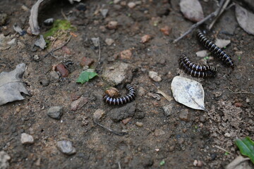 Greenhouse millipedes mating. Its common names are Oxidus gracilis, hothouse millipede, shortflange...