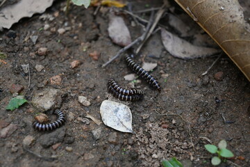 Greenhouse millipedes mating. Its common names are Oxidus gracilis, hothouse millipede, shortflange millipede and garden millipede.This is a species of millipede in the family of Paradoxosomatidae.
