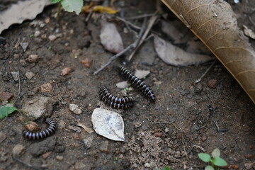 Greenhouse millipedes mating. Its common names are Oxidus gracilis, hothouse millipede, shortflange millipede and garden millipede.This is a species of millipede in the family of Paradoxosomatidae.