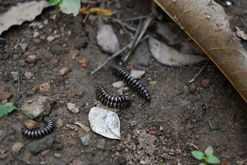 Greenhouse millipedes mating. Its common names are Oxidus gracilis, hothouse millipede, shortflange millipede and garden millipede.This is a species of millipede in the family of Paradoxosomatidae.