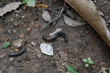 Greenhouse millipedes mating. Its common names are Oxidus gracilis, hothouse millipede, shortflange millipede and garden millipede.This is a species of millipede in the family of Paradoxosomatidae.