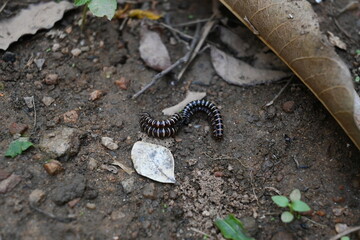 Greenhouse millipedes mating. Its common names are Oxidus gracilis, hothouse millipede, shortflange millipede and garden millipede.This is a species of millipede in the family of Paradoxosomatidae.