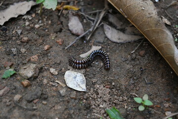 Greenhouse millipedes mating. Its common names are Oxidus gracilis, hothouse millipede, shortflange millipede and garden millipede.This is a species of millipede in the family of Paradoxosomatidae.