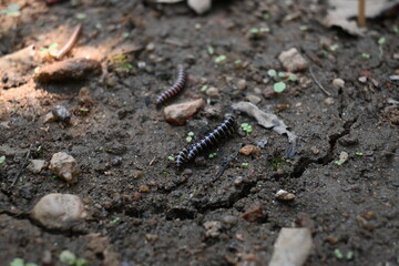 Greenhouse millipedes mating. Its common names are Oxidus gracilis, hothouse millipede, shortflange...